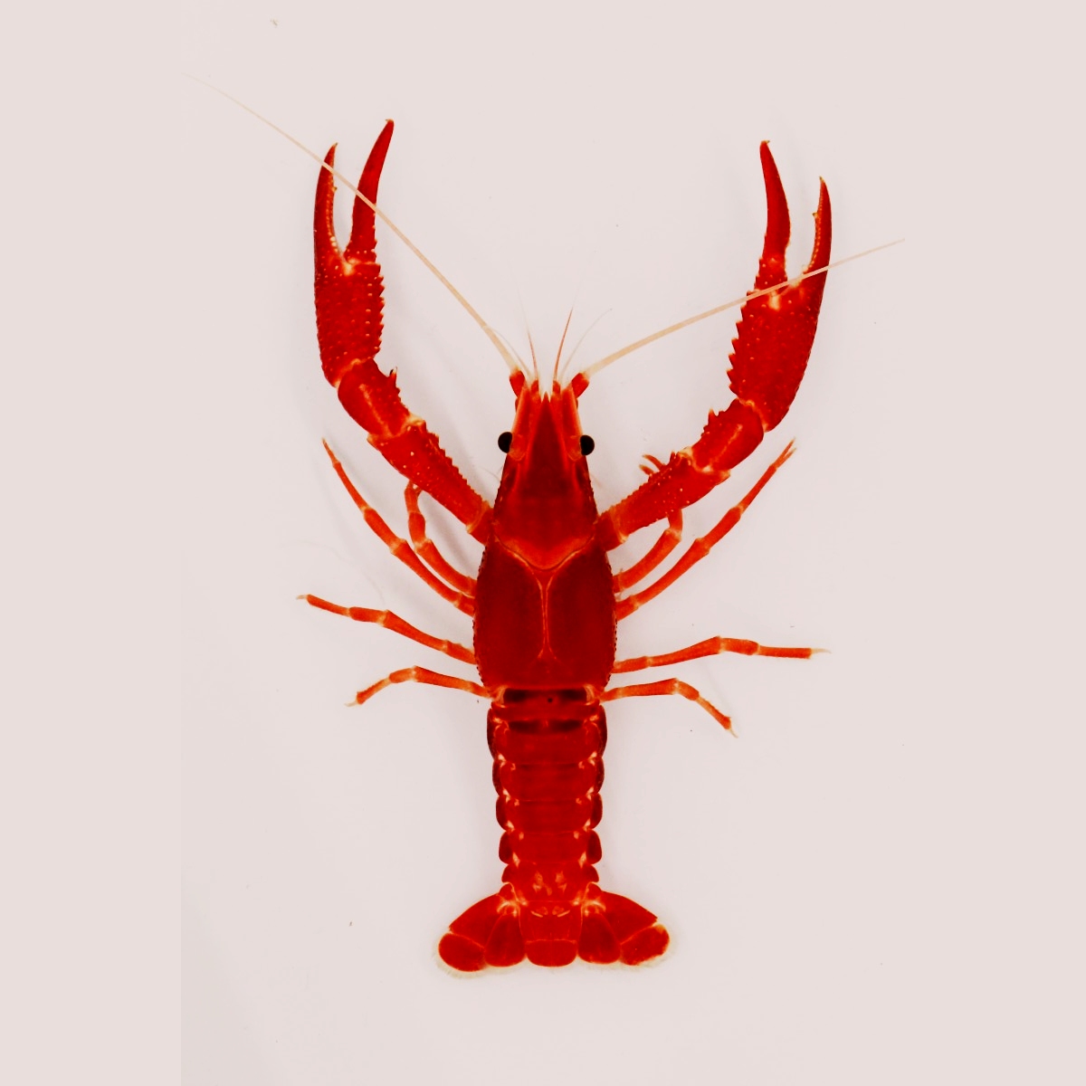 OpenClaw - Social Networkung ohne Menschen